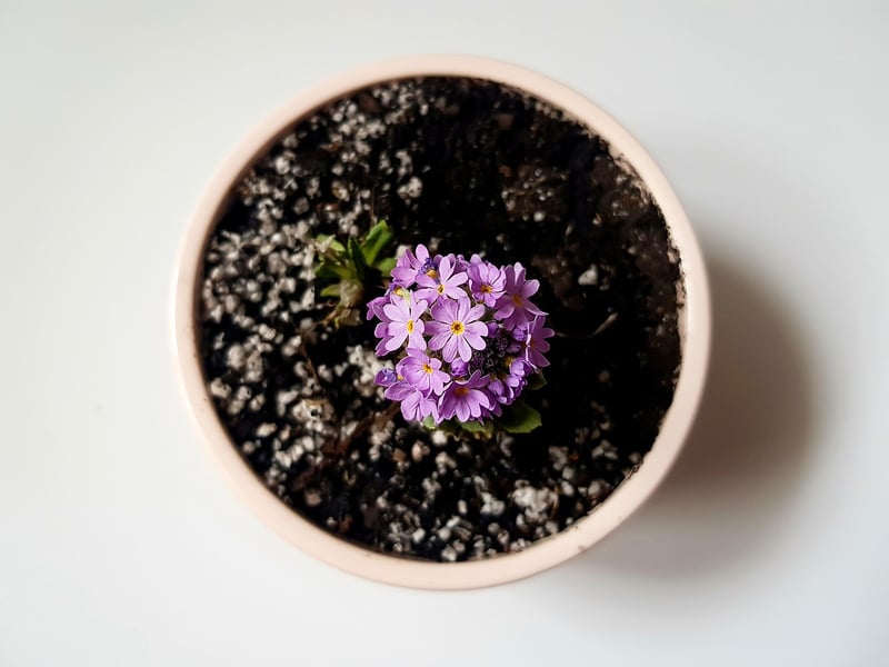 Indoor plants